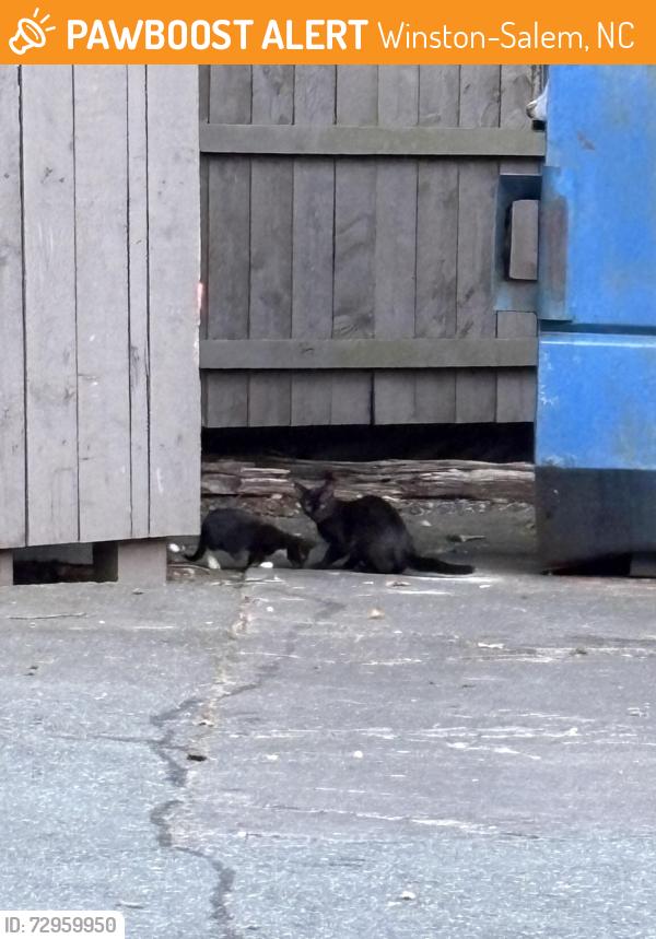 Found/Stray Unknown Cat last seen talon Dr, University , Winston-Salem, NC 27105