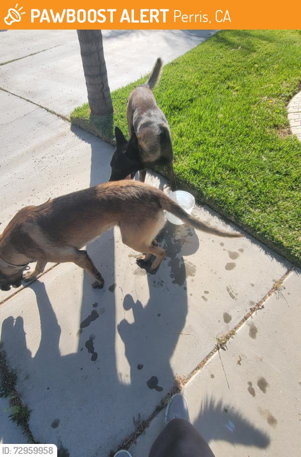 Found/Stray Male Dog last seen Millbrae Terrace and Milestone in May Ranch, Perris, CA 92571