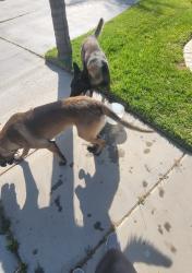 Found/Stray Male Dog last seen Millbrae Terrace and Milestone in May Ranch, Perris, CA 92571