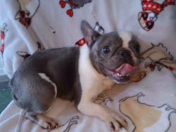 Shelter Stray Female Dog last seen , Irwindale, CA 91706