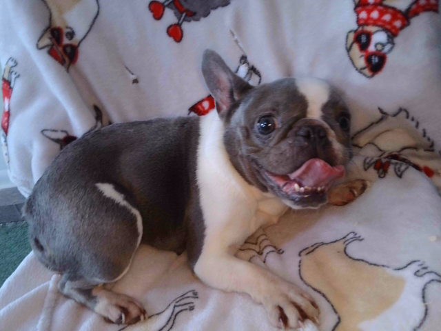 Shelter Stray Female Dog last seen , Irwindale, CA 91706