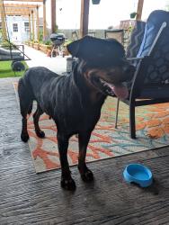 Found/Stray Female Dog last seen Hyde Park Dr and Salevan Dr , Corpus Christi, TX 78415