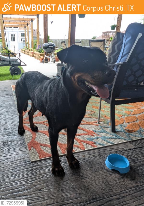 Found/Stray Female Dog last seen Hyde Park Dr and Salevan Dr , Corpus Christi, TX 78415