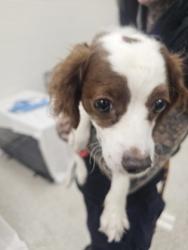 Shelter Stray Female Dog last seen Near Monticello, 21216, MD, Baltimore, MD 21230