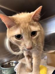 Shelter Stray Male Cat last seen Roseville, CA 95747, Roseville, CA 95678