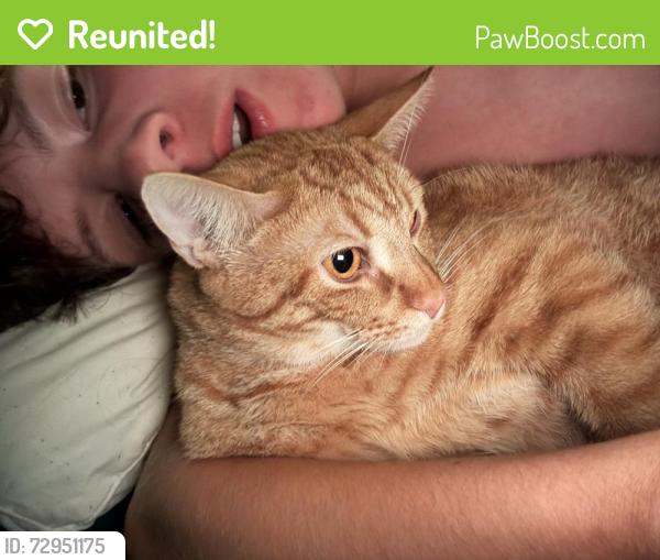 Reunited Male Cat last seen Alpine meadows , McKinney, TX 75071