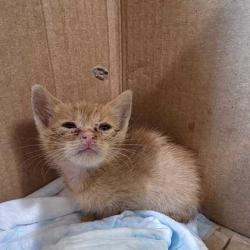 Shelter Stray Male Cat last seen College Station, TX 77840, Bryan, TX 77807