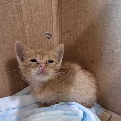 Shelter Stray Male Cat last seen College Station, TX 77840, Bryan, TX 77807