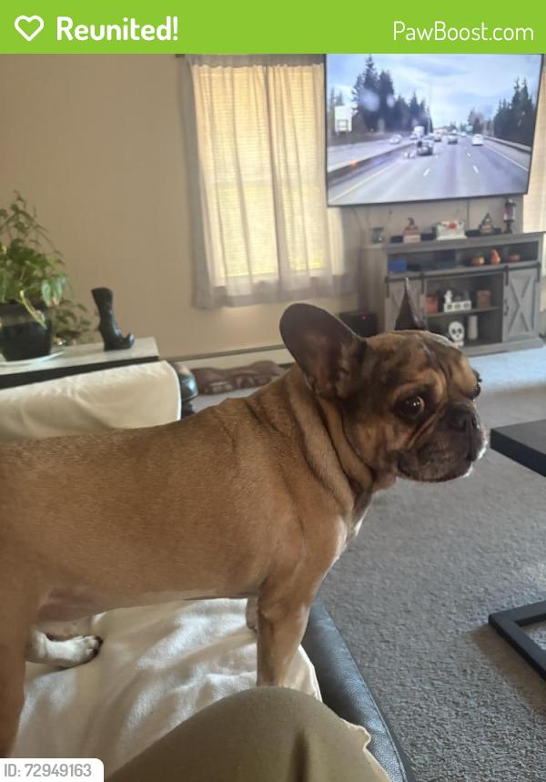Reunited Male Dog last seen By Grace Limousine Goffstown Rd Manchester NH, Manchester, NH 03102