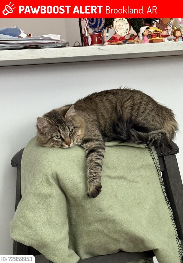 Lost Male Cat last seen Stevens Street, Brookland, AR 72417