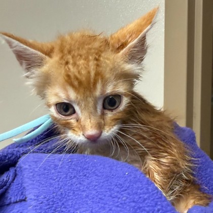 Shelter Stray Male Cat last seen E. OSR/ Jack Rabbit Ln, City of College Station, TX, 5359 Leonard Rd, Bryan, TX 77807, USA