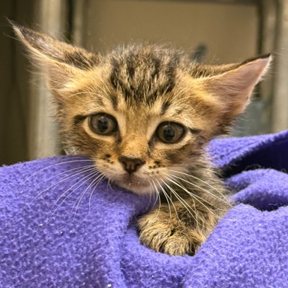 Shelter Stray Male Cat last seen E. OSR/ Jack Rabbit Ln, City of College Station, TX, 5359 Leonard Rd, Bryan, TX 77807, USA
