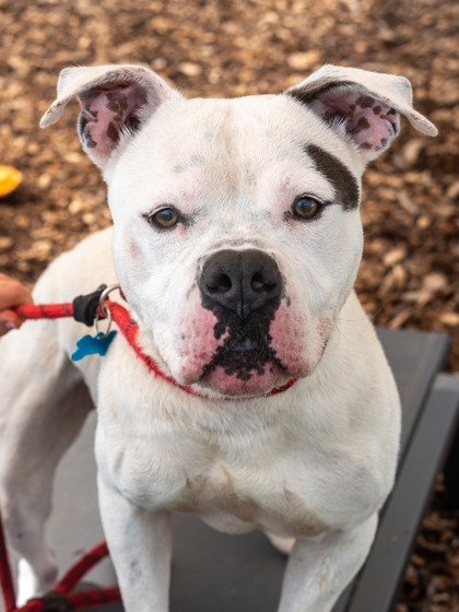 Shelter Stray Male Dog last seen Midway Rd & Rupert RdBelvedere Park, GA 30030, 30030, GA, Atlanta, GA 30341