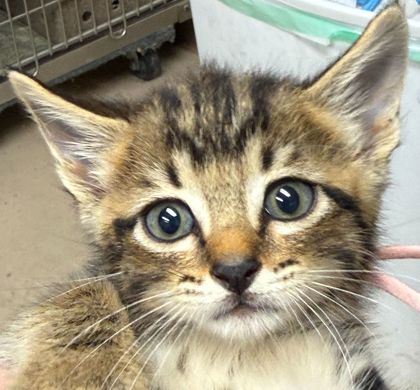 Shelter Stray Female Cat last seen E. OSR/ Jack Rabbit Ln, City of College Station, TX, 5359 Leonard Rd, Bryan, TX 77807, USA