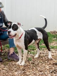 Shelter Stray Male Dog last seen Near Weems Road, 30084, GA, Atlanta, GA 30341