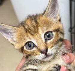Shelter Stray Female Cat last seen E. OSR/ Jack Rabbit Ln, City of College Station, TX, 5359 Leonard Rd, Bryan, TX 77807, USA