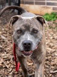 Shelter Stray Male Dog last seen Near REDAN RD Stone Mountain, 30088, 30088, GA, Atlanta, GA 30341