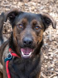 Shelter Stray Male Dog last seen Near Madeline Place, 30083, GA, Atlanta, GA 30341