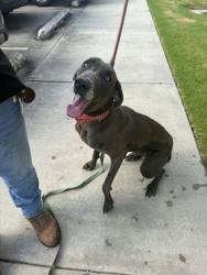 Shelter Stray Female Dog last seen Near Crater Lake Dr, 70814, LA, Baton Rouge, LA 70820