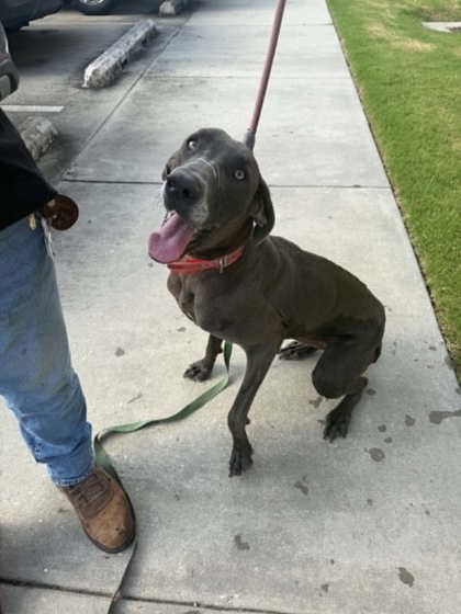 Shelter Stray Female Dog last seen Near Crater Lake Dr, 70814, LA, Baton Rouge, LA 70820