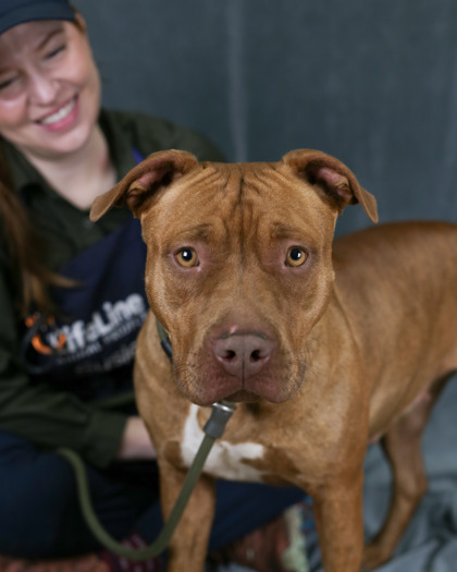 Shelter Stray Female Dog last seen Near Pole Creek Dr Lithonia, 30058, 30058, GA, Atlanta, GA 30341