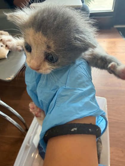 Shelter Stray Female Cat last seen Near Syble Drive, 70814, LA, Baton Rouge, LA 70820