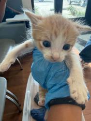 Shelter Stray Male Cat last seen Near Syble Drive, 70814, LA, Baton Rouge, LA 70820