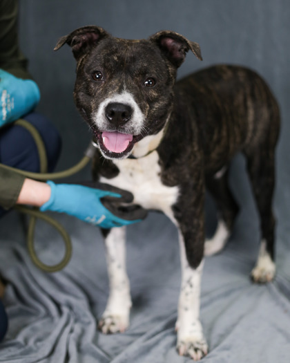 Shelter Stray Male Dog last seen Near Lannon Ave NE Atlanta, GA 30317, 30317, GA, Atlanta, GA 30341