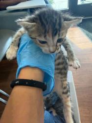 Shelter Stray Female Cat last seen Near Syble Drive, 70814, LA, Baton Rouge, LA 70820