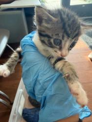 Shelter Stray Female Cat last seen Near Syble Drive, 70814, LA, Baton Rouge, LA 70820