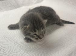 Shelter Stray Unknown Cat last seen S Willow Ave & E Central Ave, Fresno Zone Fresno CO 1A 93725, CA, Fresno, CA 93706