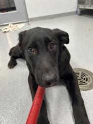 Shelter Stray Male Dog last seen , TX , Fort Worth, TX 76119