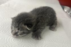 Shelter Stray Unknown Cat last seen S Willow Ave & E Central Ave, Fresno Zone Fresno CO 1A 93725, CA, Fresno, CA 93706