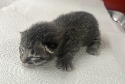Shelter Stray Unknown Cat last seen S Willow Ave & E Central Ave, Fresno Zone Fresno CO 1A 93725, CA, Fresno, CA 93706