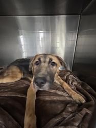 Shelter Stray Male Dog last seen , TX , Fort Worth, TX 76119