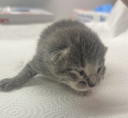 Shelter Stray Unknown Cat last seen S Willow Ave & E Central Ave, Fresno Zone Fresno CO 1A 93725, CA, Fresno, CA 93706