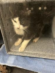 Shelter Stray Female Cat last seen Fort Worth, TX 76116, Fort Worth, TX 76119