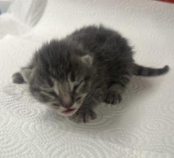 Shelter Stray Unknown Cat last seen S Willow Ave & E Central Ave, Fresno Zone Fresno CO 1A 93725, CA, Fresno, CA 93706