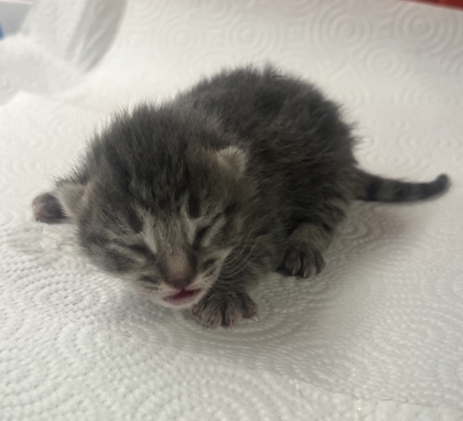 Shelter Stray Unknown Cat last seen S Willow Ave & E Central Ave, Fresno Zone Fresno CO 1A 93725, CA, Fresno, CA 93706