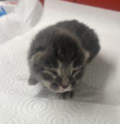 Shelter Stray Unknown Cat last seen S Willow Ave & E Central Ave, Fresno Zone Fresno CO 1A 93725, CA, Fresno, CA 93706