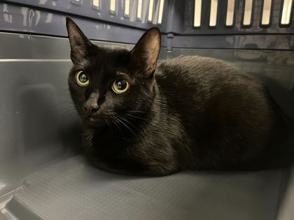 Shelter Stray Unknown Cat last seen Wallace Ave and Colonial Dr, KCMO, 64129, 64129, MO, Kansas City, MO 64132