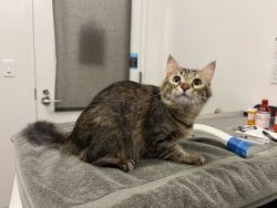 Shelter Stray Female Cat last seen Near E 20th Street, 64132, MO, Kansas City, MO 64132