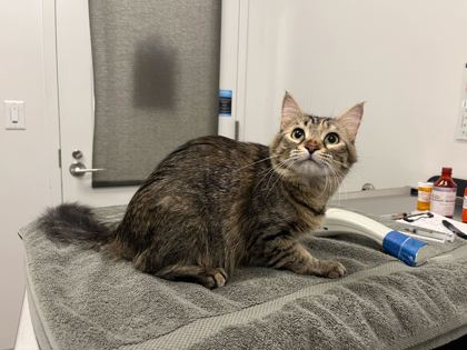 Shelter Stray Female Cat last seen Near E 20th Street, 64132, MO, Kansas City, MO 64132