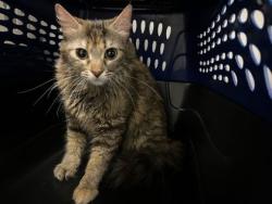 Shelter Stray Female Cat last seen Near E 20th Street, 64132, MO, Kansas City, MO 64132