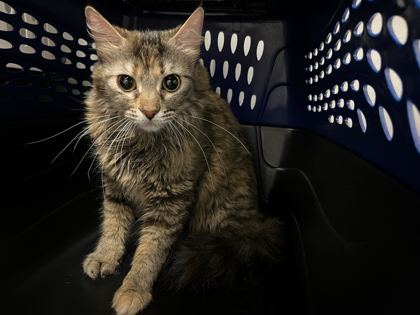 Shelter Stray Female Cat last seen Near E 20th Street, 64132, MO, Kansas City, MO 64132