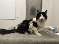 Shelter Stray Male Cat last seen Parkwood & Meadow Ln, KCMO, 64137, 64137, MO, Kansas City, MO 64132