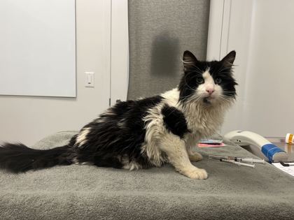 Shelter Stray Male Cat last seen Parkwood & Meadow Ln, KCMO, 64137, 64137, MO, Kansas City, MO 64132