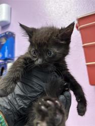 Shelter Stray Female Cat last seen El Paso, TX 79904, Fort Bliss, TX 79906