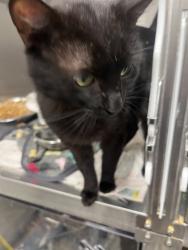 Shelter Stray Male Cat last seen Atlanta, GA 30310, Atlanta, GA 30336