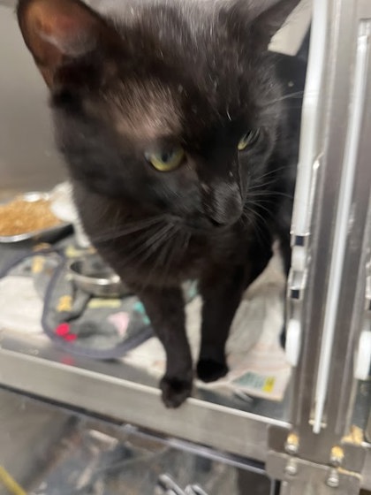 Shelter Stray Male Cat last seen Atlanta, GA 30310, Atlanta, GA 30336